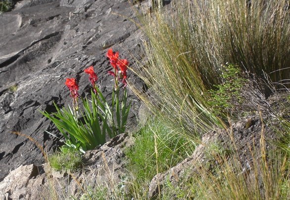 Gladiolus flanaganii